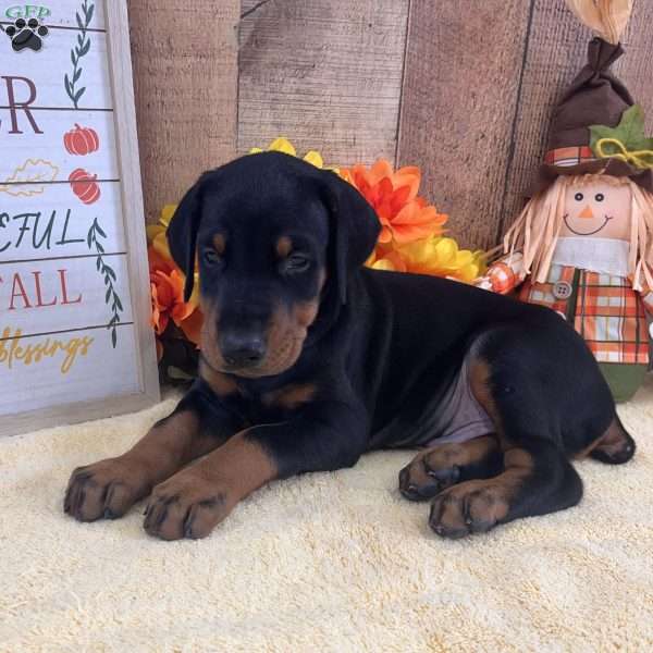Boots, Doberman Pinscher Puppy